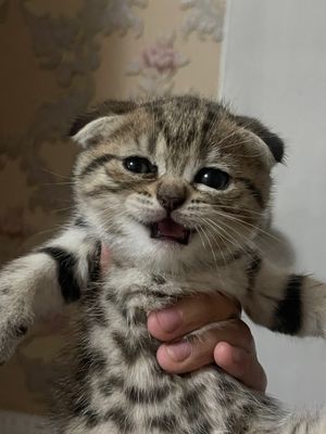 Продаются Котята шиншиллы чистокровные