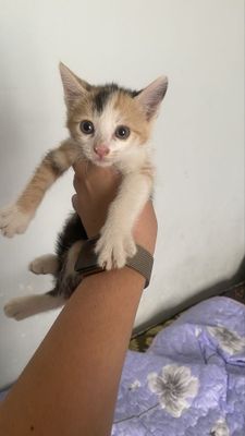 Отдам в добрые руки котят!!