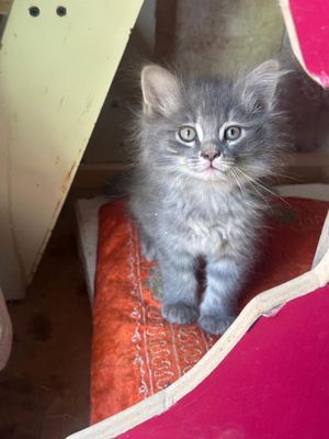 Продаются котята