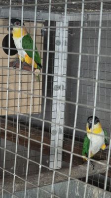 Каик пара с ДНК. Попугай