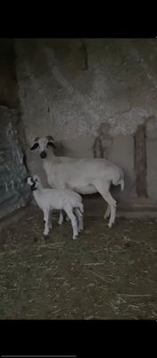 Ona bola qoy bolasi 1haftalik