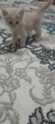 Котёнок 1,5 месяца