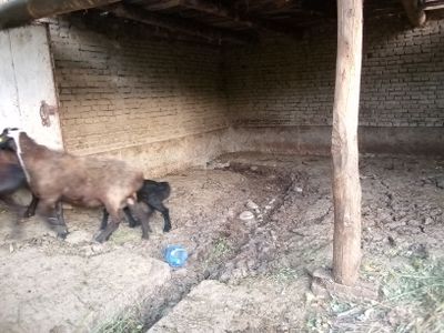 койлар сотилади boʻgʻoz