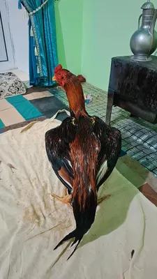 Хуроз сотилади 200$ кизигиши борлар