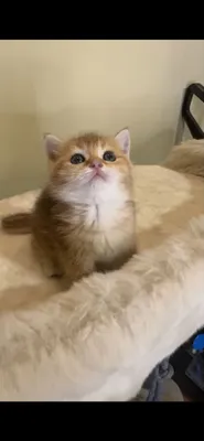 Чистокровный британский котонек.