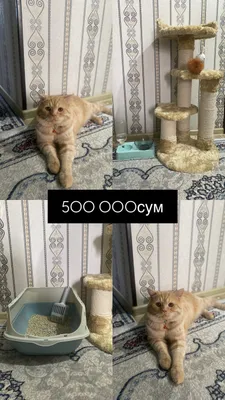 Mushuk 1 yosh ismi mee mee