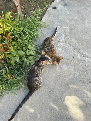 Bengal mushuklar