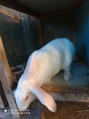 Vilkan va patli quyonlar