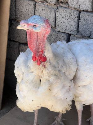 Kurka yahshi kórimda boqilgan 8 kg dan 15 kg gacha oğirlikda