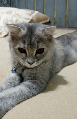 Scottish fold angora
