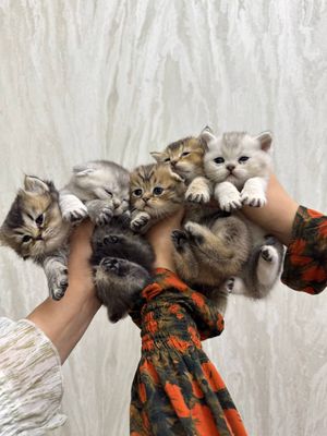Золотоя shinshila