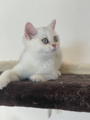 Мальчишка шалунишка очень игривый
