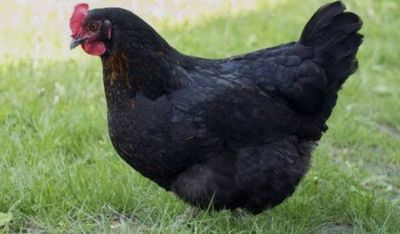 Qora shahzoda tuxumlari uruglangan