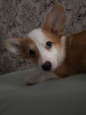 Вельш корги пемброк