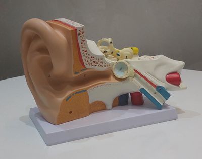 Ухо уха человека муляж Ear model кулок макети лор