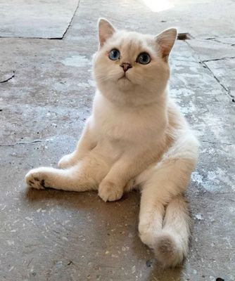 Срочно продам котик колорный.