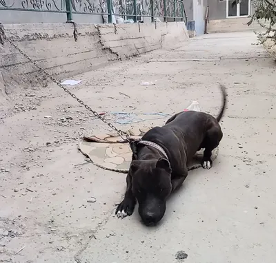 (Zoti)- Staf Laqabi - Tison