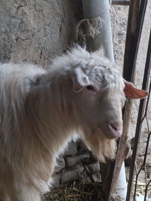 Echki sotiladi taka