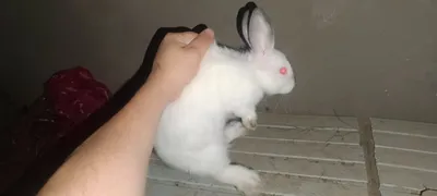 Калифорния куйонлари