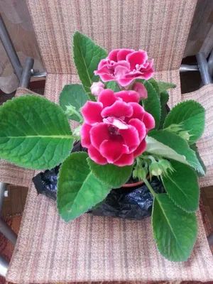 услуги флориста уход за растениями