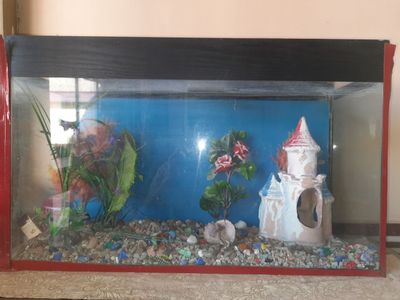 Продаю аквариум. Akvarium sotiladi.