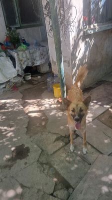 Отдам собаку в добрые руки