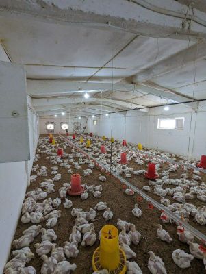 продажа срочно птицеферма, теплица и пруд на 5 га
