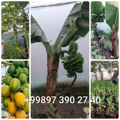 banan papaya ko'chatlar sotiladi .