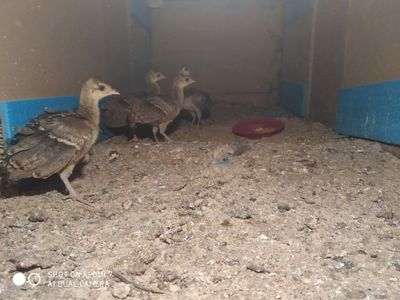 Товус Жужалари сотилади