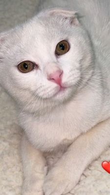 Скотиш Фолд мальчик