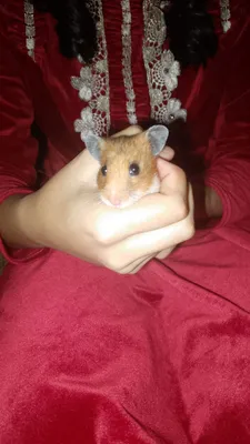 Продам хомяка девочка.