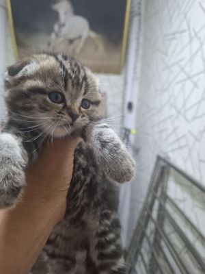 Продаются шотладские вислоухие котята
