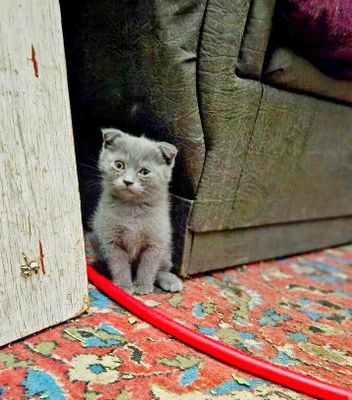 Кошка шотландский вислоухий