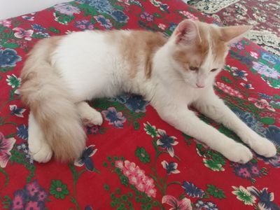Mushuk sotiladi ozoda toza mushuk