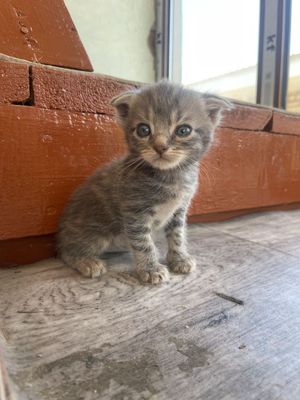 Продам котят породистые не дорого