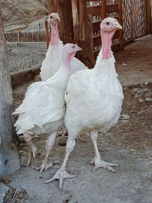 Big 6 induk jòjalari sotiladi