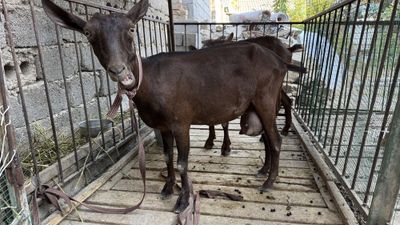 Murciana Granada. Ispan zotdor echkilari