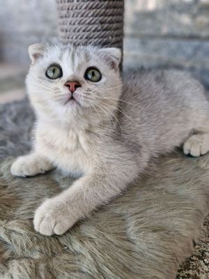 кошки