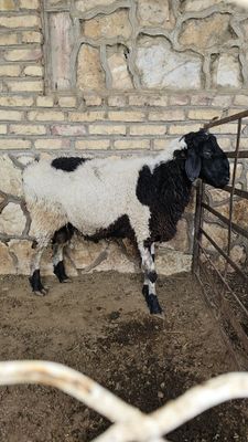Казоки кучкор сотилади.
