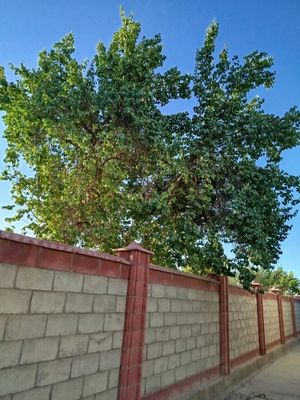 Ўрик дарахти ўтин учун сотилади. 2 та 500000 минг сўмдан 1 таси
