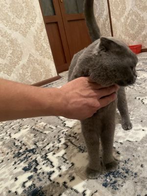 Mushuk sotiladi pasporti bor
