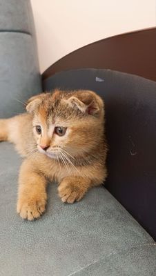Продаётся котёнок шотландская