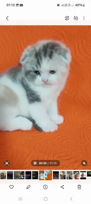 Продаётся замечательная девочка ей месяца только бронь