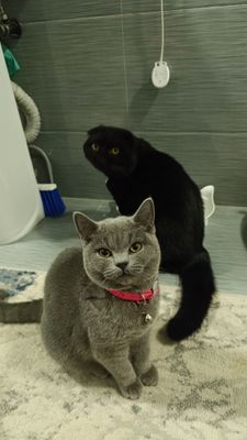 Чистокровный котята