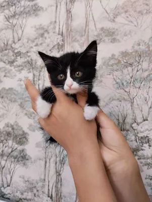 Биколорный котенок- девочка в ответственные руки