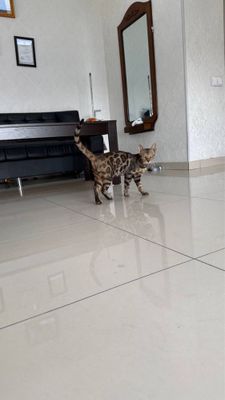 Срочно Продается кошка бенгал мрамор
