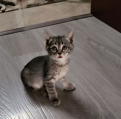 Отдам даром котят