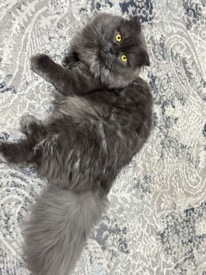 Продается Кот! Скоттиш страйт хайленд