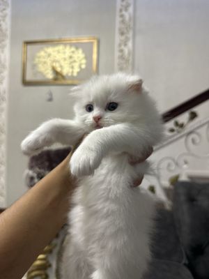 Mushikcha 2oylik