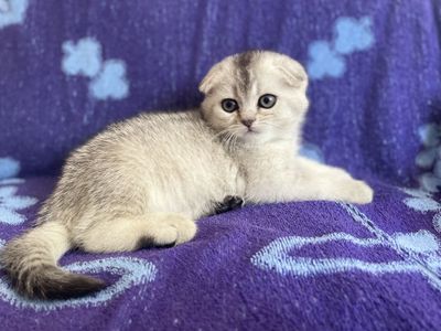 Шотландский скоттиш страйт (окрас серебристый тикированный)